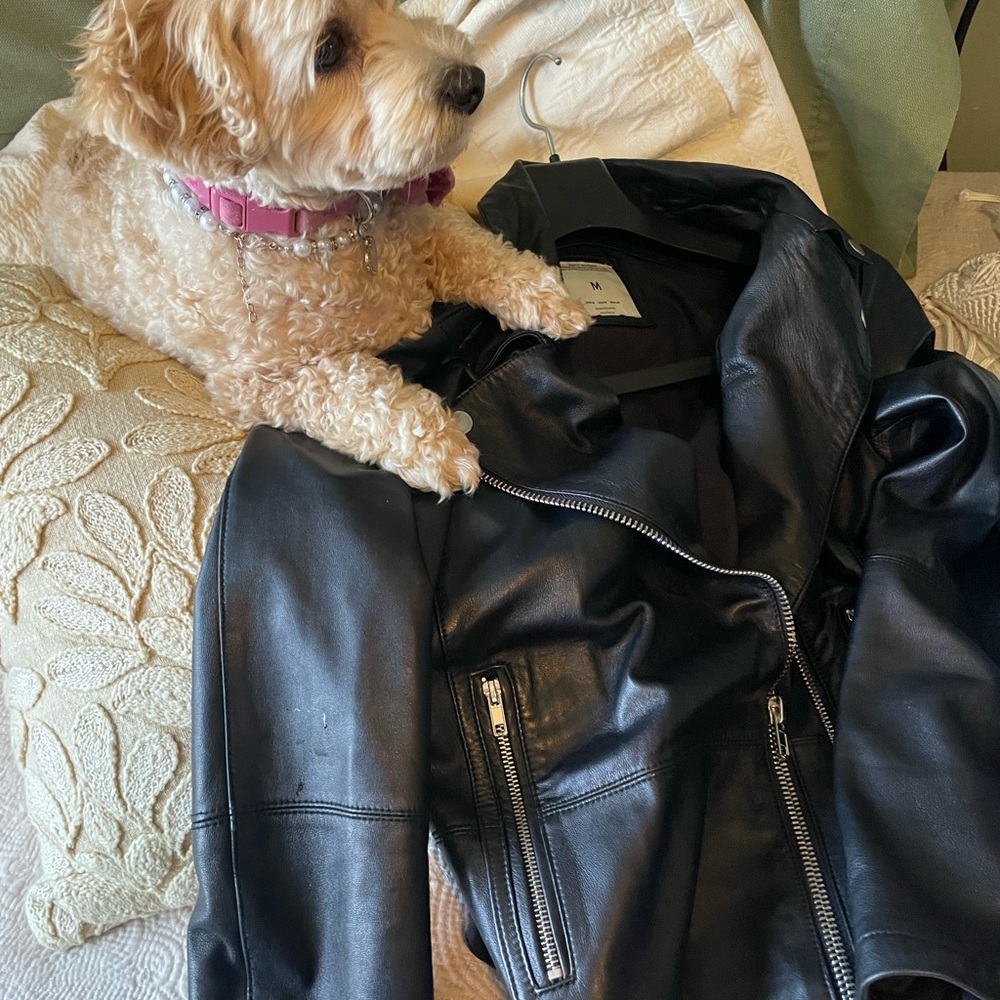 Zara Black Authentic Lambskin Leather Biker Jacket - Picture 10 of 10